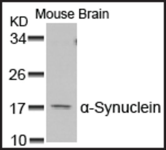 Anti-SNCA (Ab-129) antibody produced in rabbit