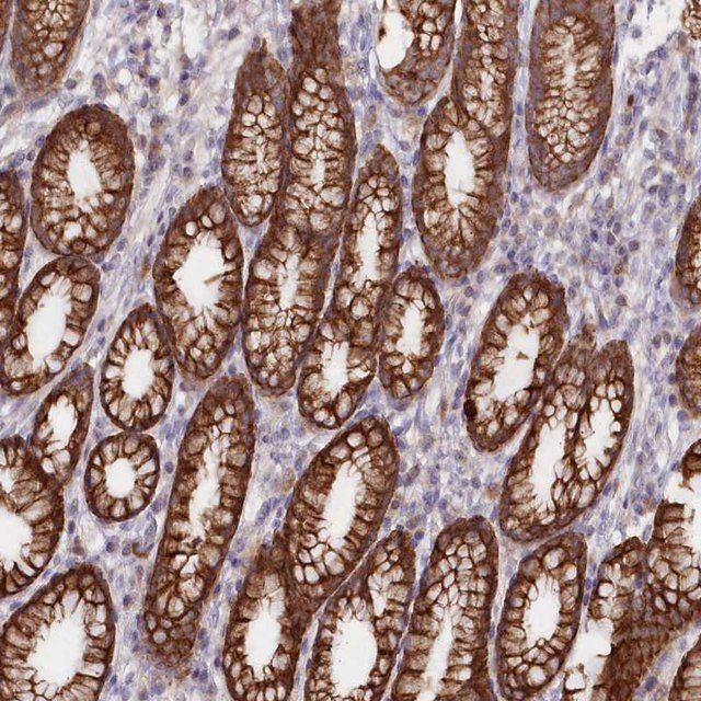 Anti-SNED1 antibody produced in rabbit