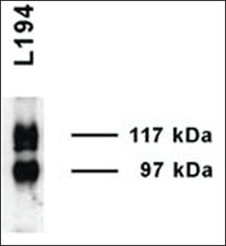 Anti-SLC14A2 antibody produced in rabbit