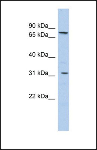 Anti-SLC23A2 antibody produced in rabbit