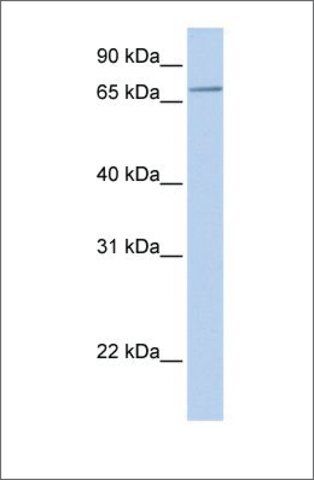 Anti-SLC44A3 (ab2) antibody produced in rabbit