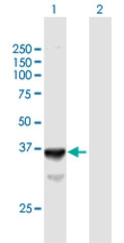 Anti-SLC25A3 antibody produced in mouse