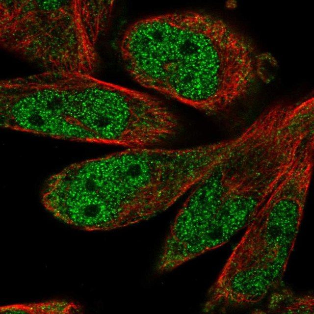 Anti-SCAPER antibody produced in rabbit