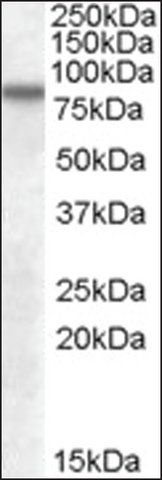 Anti-SCARB2 antibody produced in goat