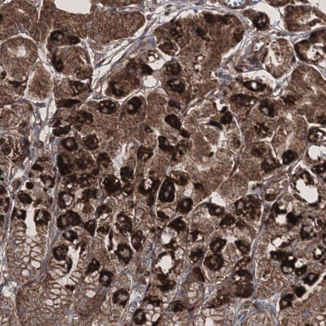 Anti-SCRN3 antibody produced in rabbit