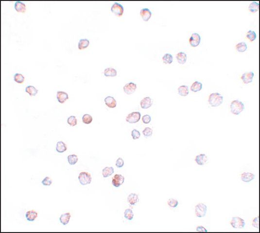 Anti-SCUBE2 antibody produced in rabbit