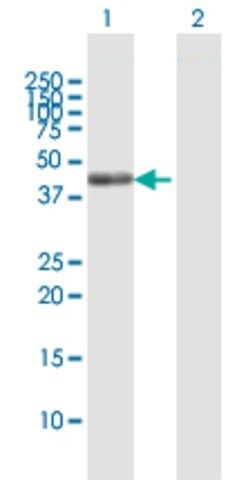 Anti-SCRN2 antibody produced in mouse