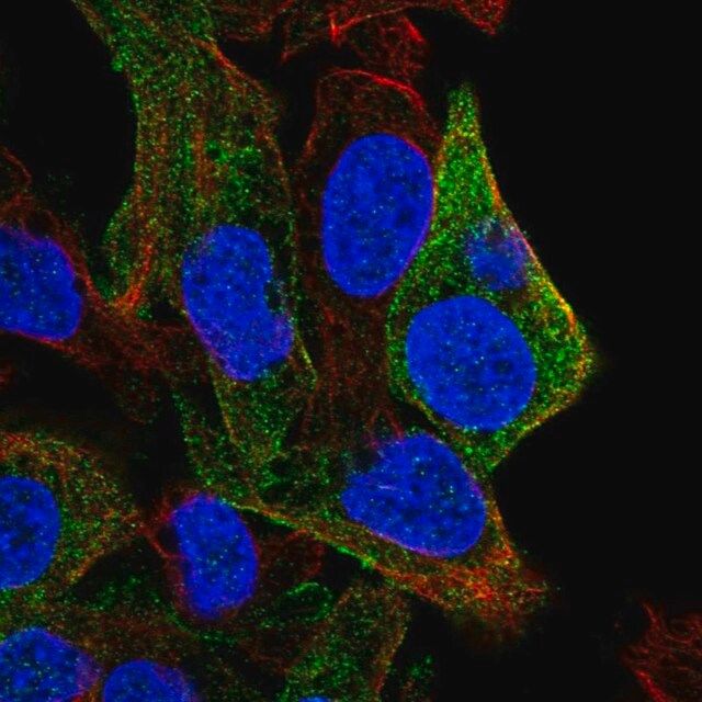 Anti-SDPR antibody produced in rabbit