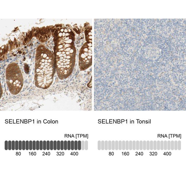 Anti-SELENBP1 antibody produced in rabbit