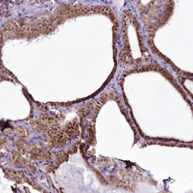 Anti-RSBN1 antibody produced in rabbit