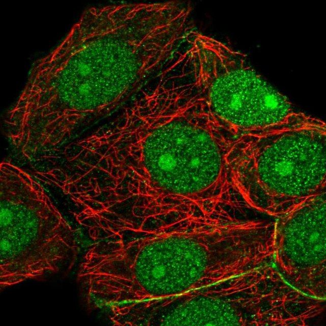 Anti-RRP7A antibody produced in rabbit