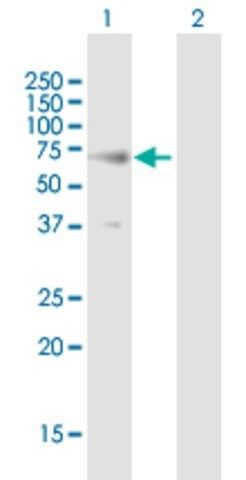 Anti-RTN2 antibody produced in mouse