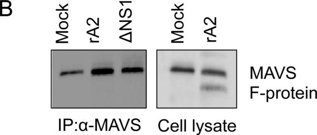 Anti-RSV Antibody, fusion protein, all type A, B strains, clone 133-1H