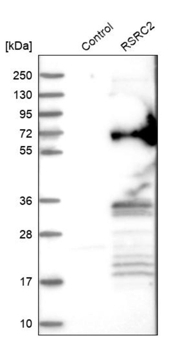 Anti-RSRC2 antibody produced in rabbit