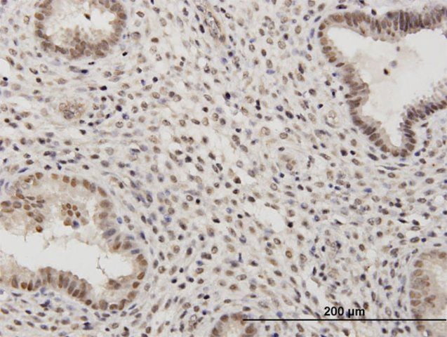 Anti-RSC1A1 antibody produced in mouse