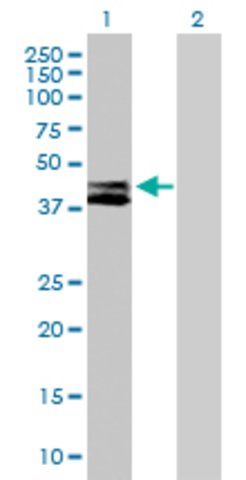 Anti-RTN4IP1 antibody produced in mouse