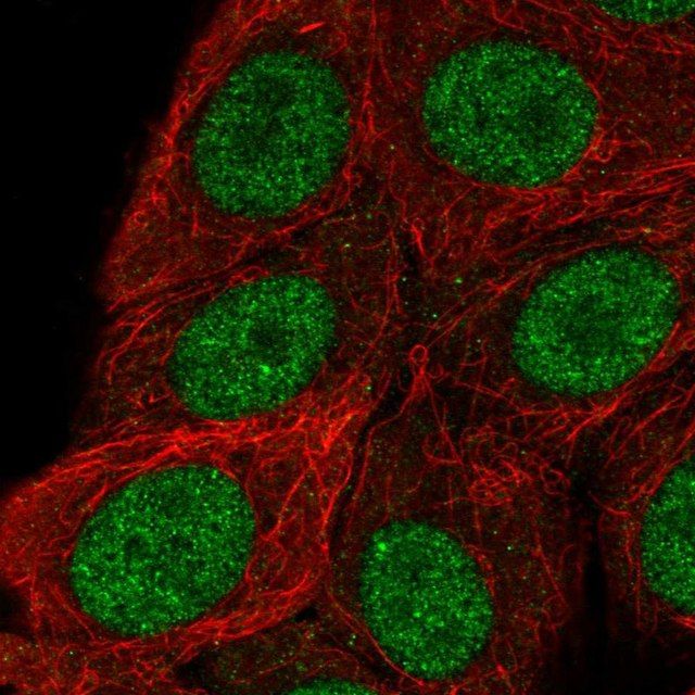 Anti-RSF1 antibody produced in rabbit