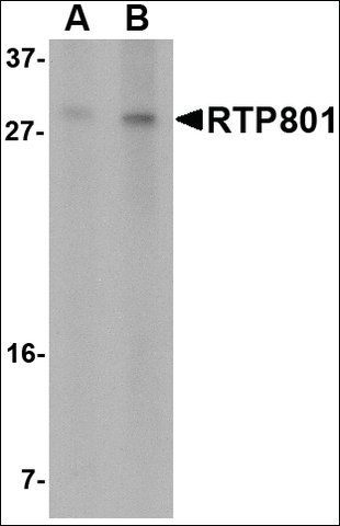 Anti-RTP801 (ab2) antibody produced in rabbit