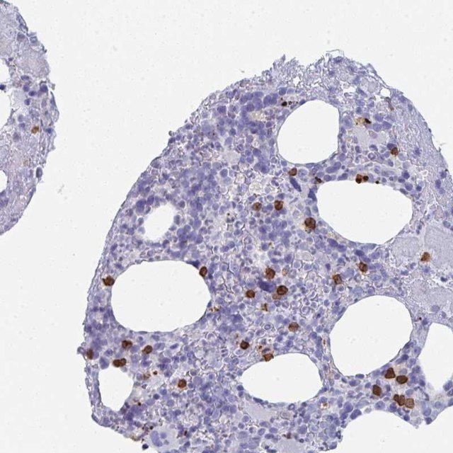 Anti-RUBCN antibody produced in rabbit