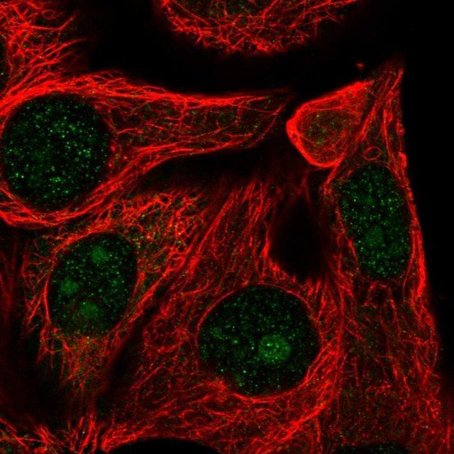 Anti-RRP12 antibody produced in rabbit