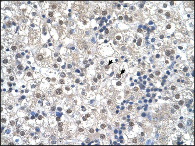 Anti-RTN2 antibody produced in rabbit