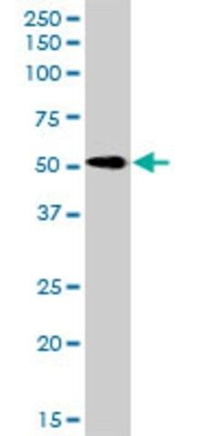 Anti-RTN2 antibody produced in rabbit