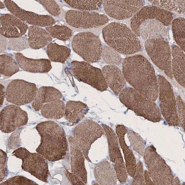 Anti-RTN2 antibody produced in rabbit