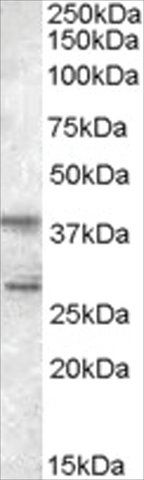 Anti-SCAP2/PRAP antibody produced in goat