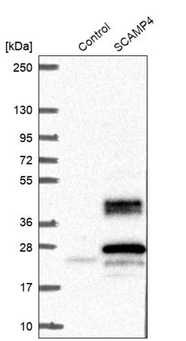 Anti-SCAMP4 antibody produced in rabbit