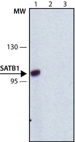 Anti-SATB1 antibody, Mouse monoclonal