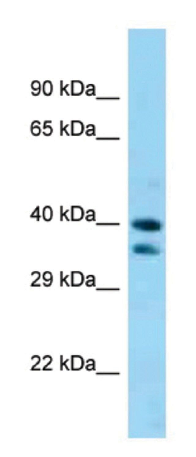 Anti-Sav1 (C-terminal) antibody produced in rabbit