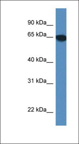 Anti-SCARA3 antibody produced in rabbit