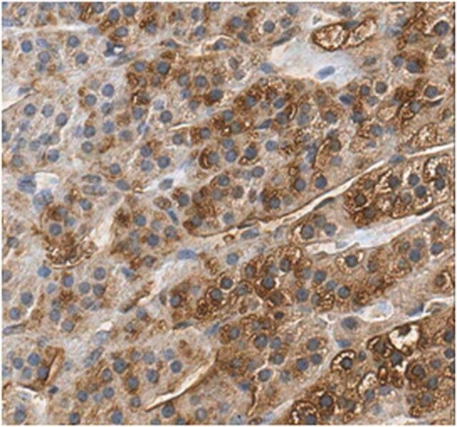 Anti-SCARB1 Antibody, clone 5B8.2