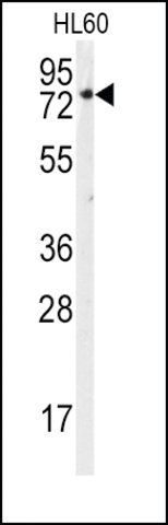 Anti-RPS6 (N-term) antibody produced in rabbit