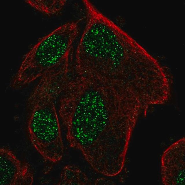 Anti-RPP25L antibody produced in rabbit