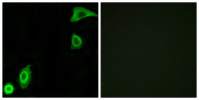 Anti-RPS20 antibody produced in rabbit