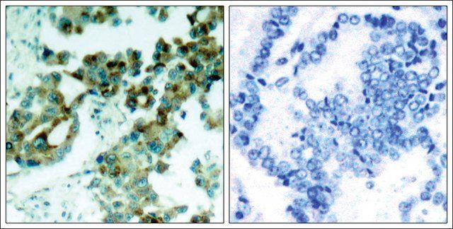 Anti-RPS6 (Ab-235) antibody produced in rabbit