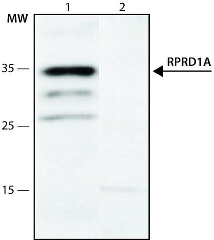 Anti-RPRD1A (136-150) antibody produced in rabbit