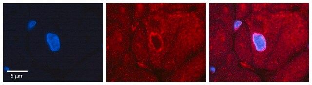 Anti-RPS3 (C-terminal) antibody produced in rabbit