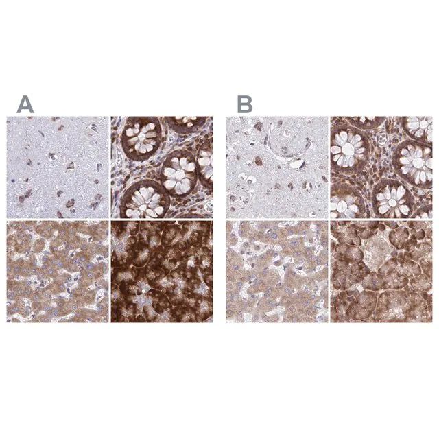 Anti-RPS15 antibody produced in rabbit