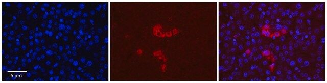 Anti-RPS28 (N-terminal) antibody produced in rabbit