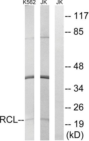 Anti-RCL antibody produced in rabbit