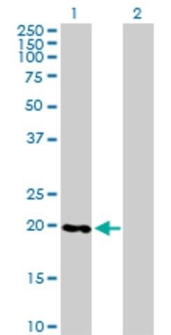 Anti-RABL4 antibody produced in mouse