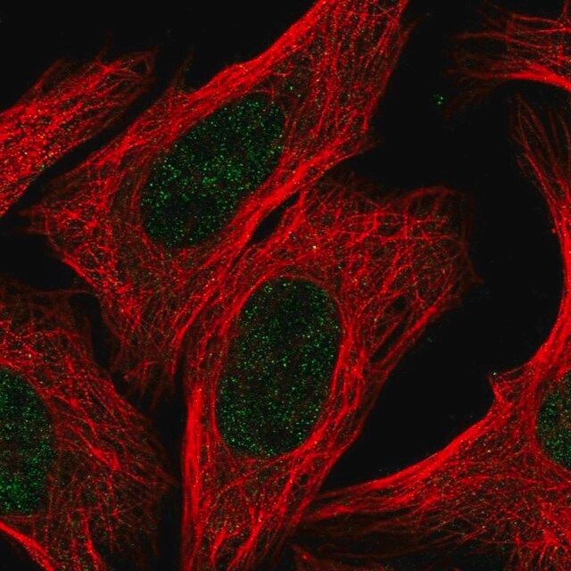 Anti-RACGAP1 antibody produced in rabbit