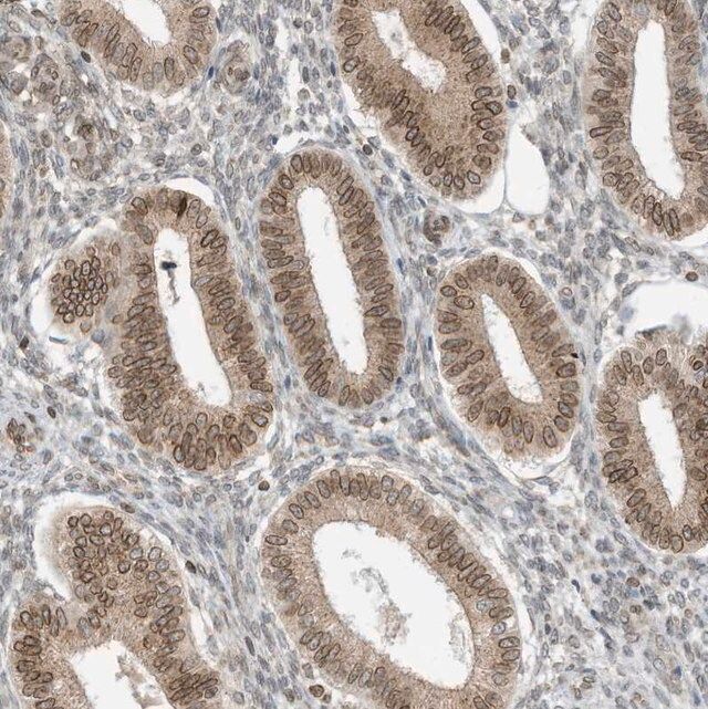 Anti-RABL3 antibody produced in rabbit