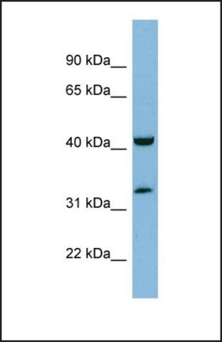 Anti-RAGE, (N-terminal) antibody produced in rabbit