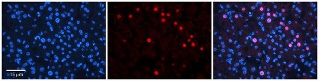 Anti-RAD54B (ab3) antibody produced in rabbit