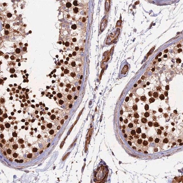 Anti-RALGAPA2 antibody produced in rabbit