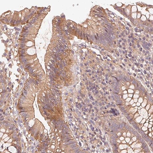 Anti-RALA antibody produced in rabbit