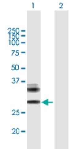 Anti-RAET1E antibody produced in mouse